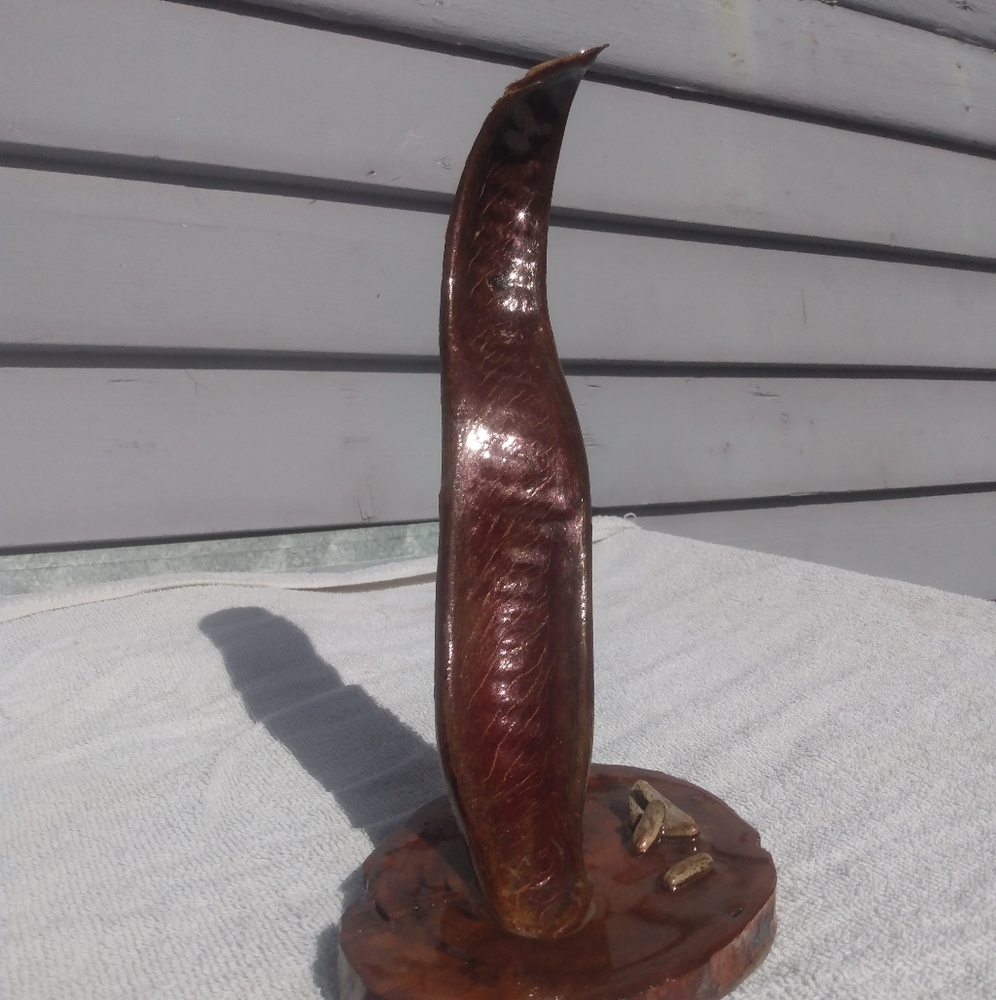 Royal Poinciana Seed Pod Sculpture Accent